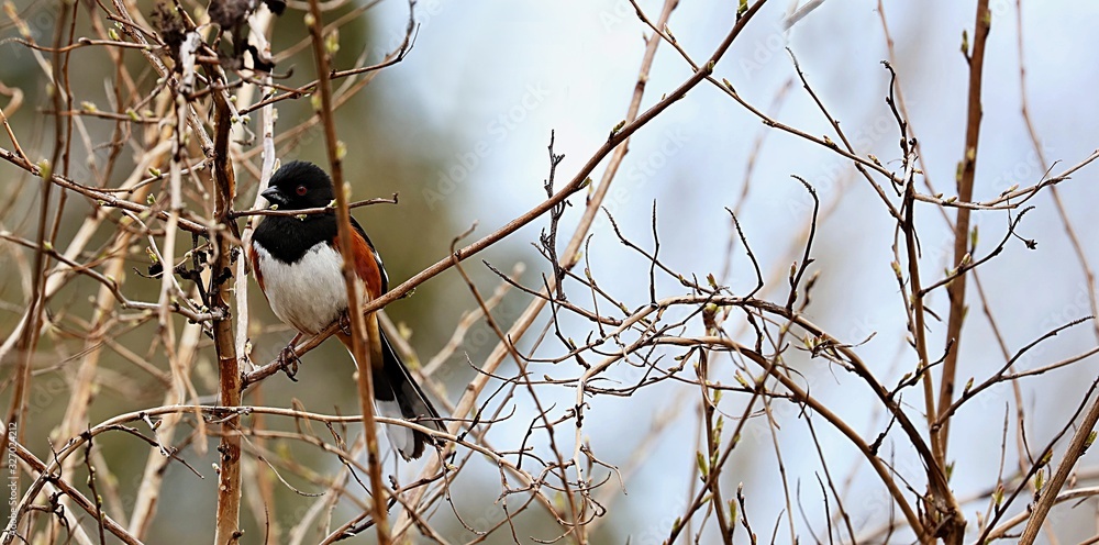 Bird. The spotted towhee perched on a branch tree Bird. The spotted towhee perched on a branch tree