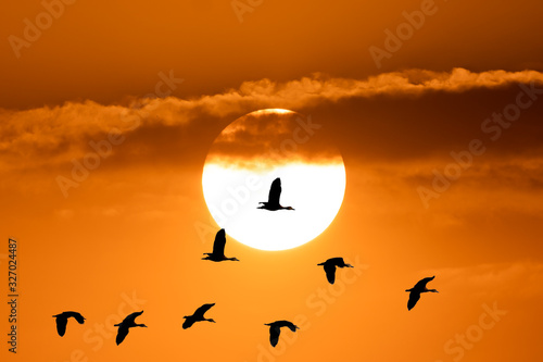 Birds flying on sihouette to nest sky on sunset background, beautiful birds flock on golden sunshine cloud on summer holiday, wildlife photo for creative design for graphic, miration animals wild