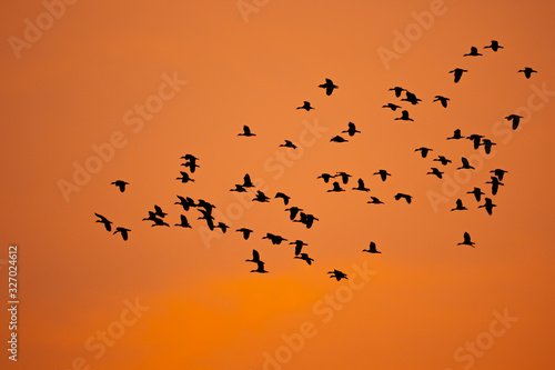 Birds flock flying on sunset silhouette background © Torychemistry