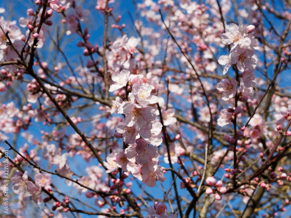 Mandelbaum (Prunus dulcis). Zauber der Rosa Mandelblüten blühen Mandelbaum (Prunus dulcis). Zauber der Rosa Mandelblüten blühen