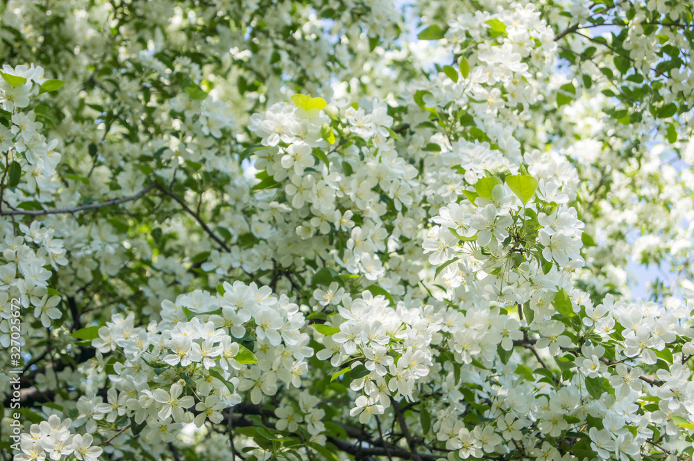 Blooming apple tree in spring Blooming apple tree in spring