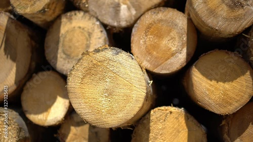 Dolly shot of wood logs ready for logging. Pile of pine trees log trunks. Wood logging. Cine lens.