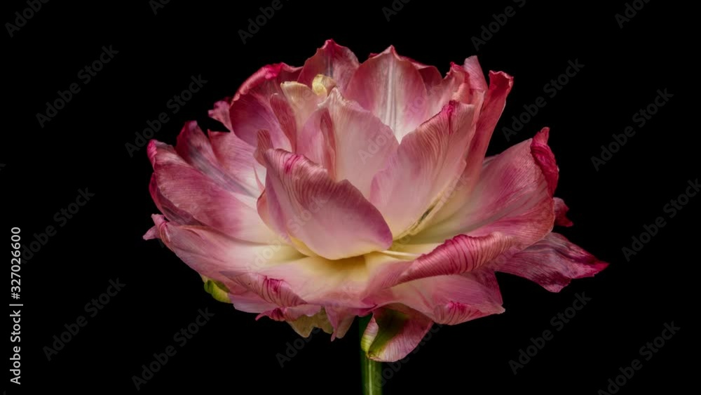 Timelapse of bright pink striped colorful tulip flower blooming on black background. 4K Timelapse of bright pink striped colorful tulip flower blooming on black background. 4K