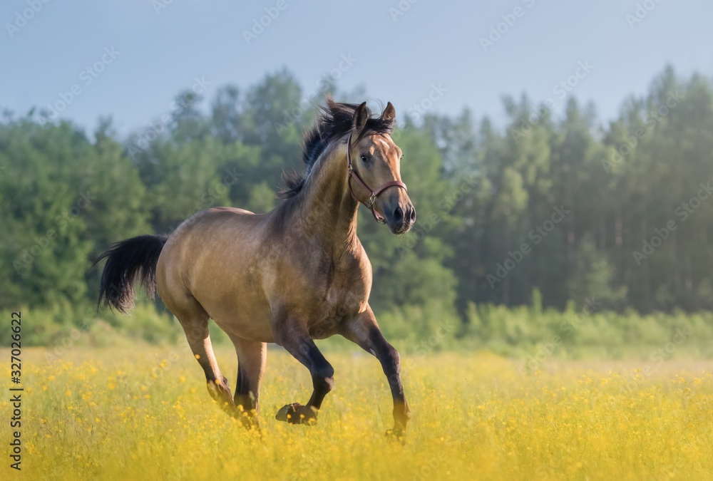 Andalusian horse galloping across blooming meadow.