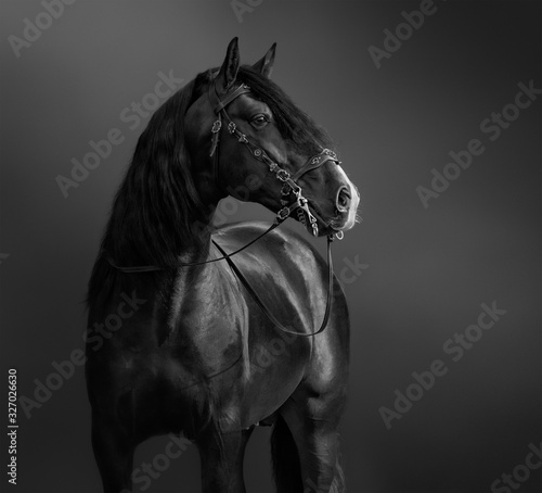 Fotografija Andalusian Horse in portuguese baroque bridle.