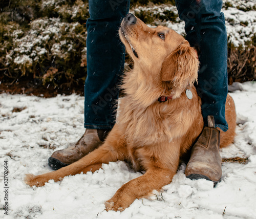 Golden Retriever Dog with Man’s boots