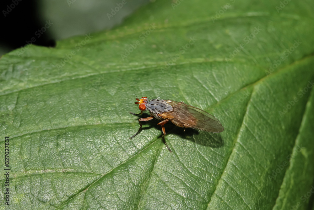 Hornfliege auf einem Blatt, Anticheta brevipennis Hornfliege auf einem Blatt, Anticheta brevipennis