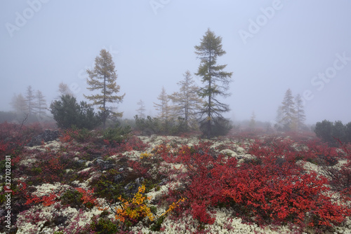 Tundra on a foggy day, Kolyma, Magadan region, Russia