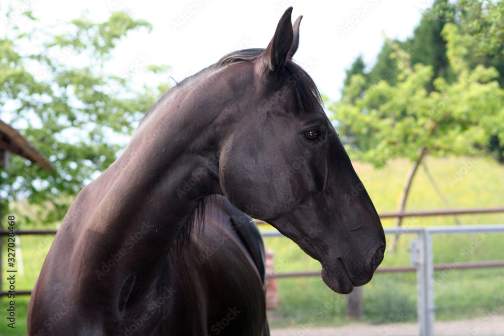 Fototapeta premium Pferd, Portrait