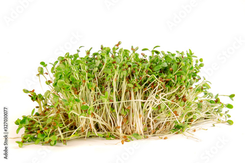 Micro greens arugula sprouts closeup isolated on white background with side view.