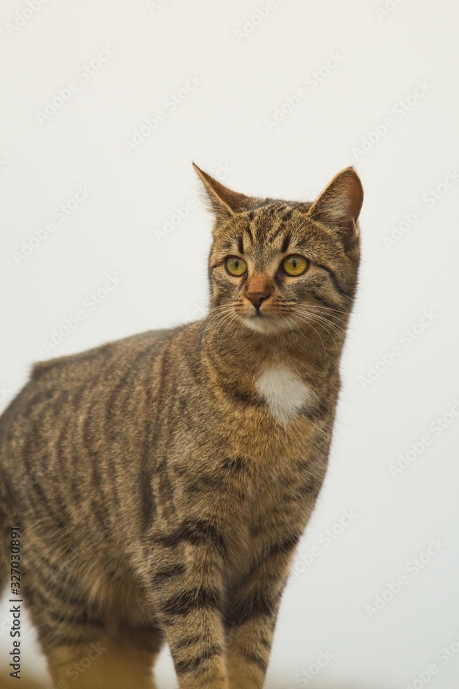 Portrait of a brown domestic cat oder house cat gazing into distance on bright background, Felis silvestris catus