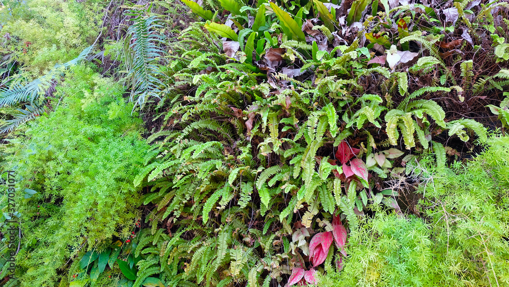 Green ferns with some other lush vegetation growing together.