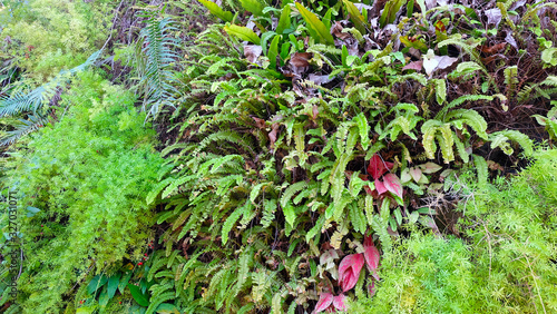 Green ferns with some other lush vegetation growing together.