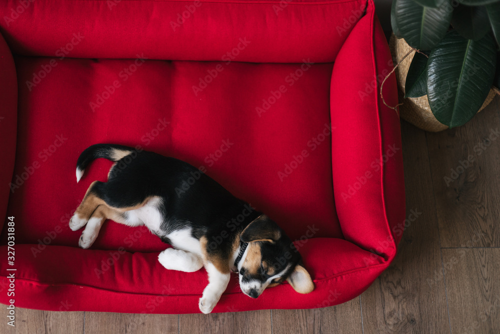 Wall Mural cute doggy is sleeping in dog's bed