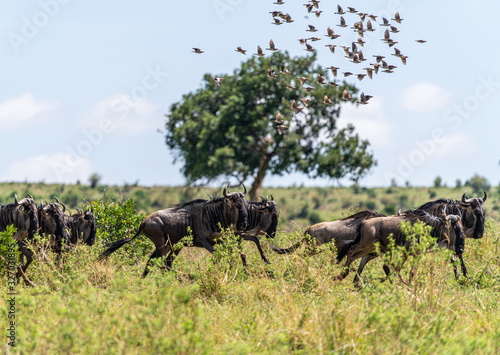 Fototapeta Naklejka Na Ścianę i Meble -  The Great Migration of wildebeests' in Kenya
