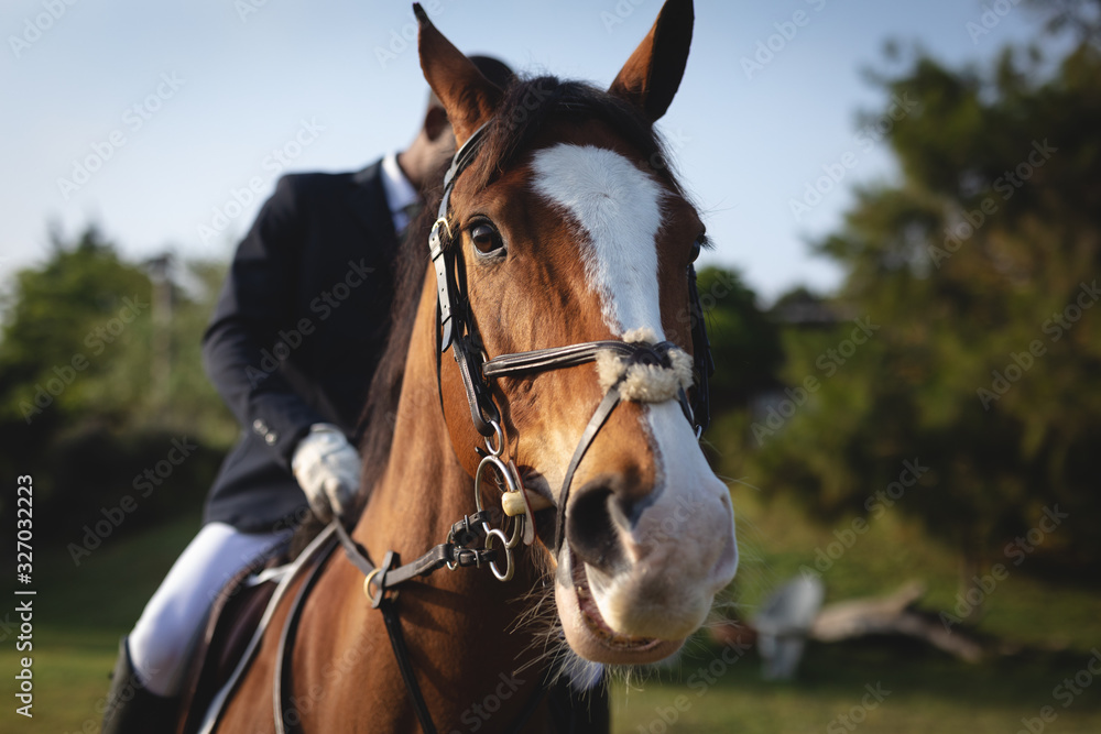 Man riding his dressage horse on a sunny day Man riding his dressage horse on a sunny day