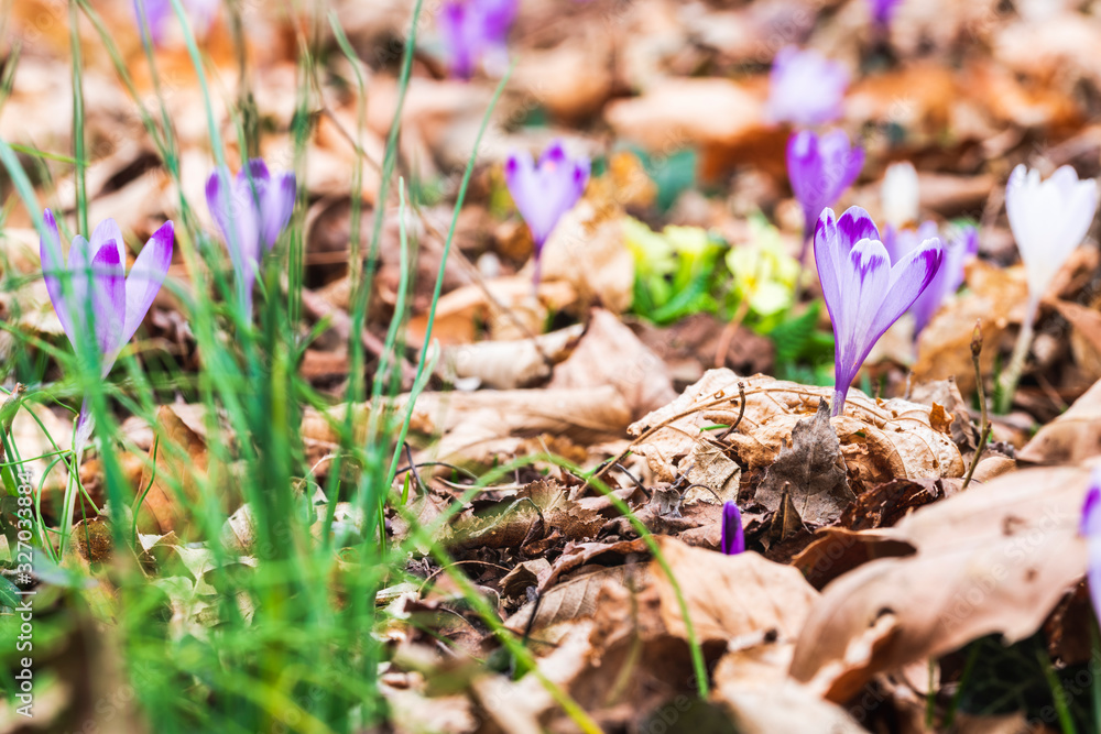 The awakening of spring. Crocus and primroses in the woods. The awakening of spring. Crocus and primroses in the woods.
