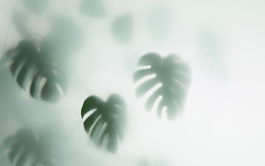 monstera palm in fog