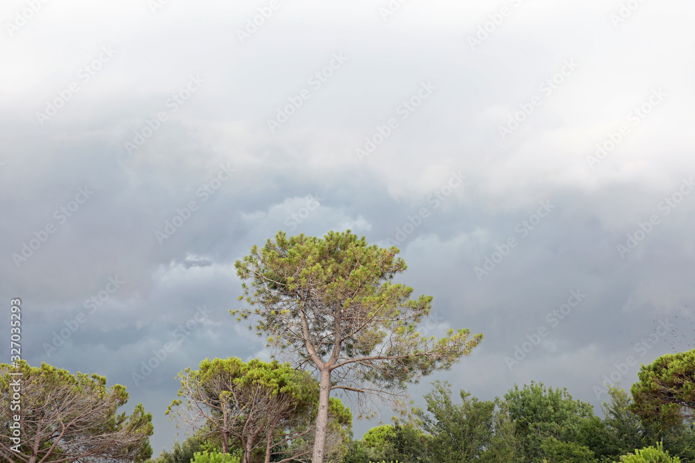 maritime pine and the background of a leaden sky with many cloud maritime pine and the background of a leaden sky with many cloud