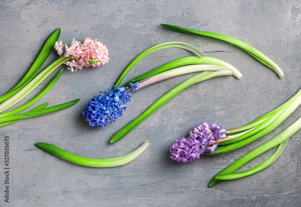 Obraz premium Spring floral background. hyacinth or muscari on grey background top view flat lay