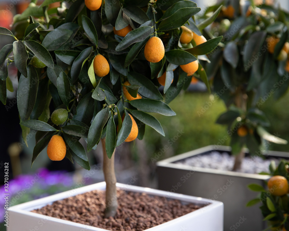 Φωτογραφία Decorative small fruit-bearing trees of kumquat or Citrus japonica plant from the Rutaceae family at the greek garden shop in February