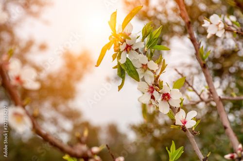 Spring Background with White Almond Flowers. Beautiful Natural Scene with Flowered Tree and Blurred Sunlight. Close Up of Almond Flowers on Blurred Background at Sunset or Sunrise