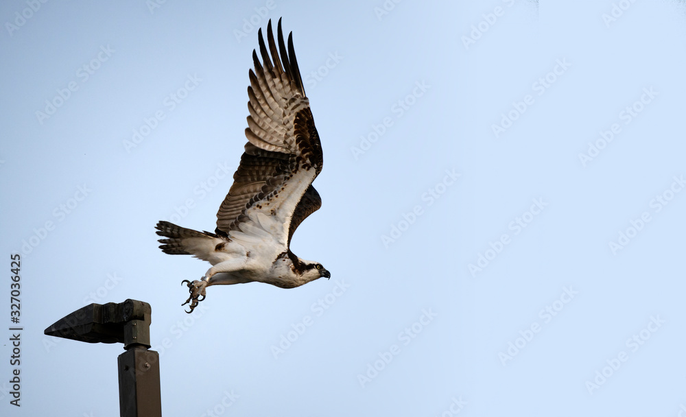 Obraz premium Osprey taking off