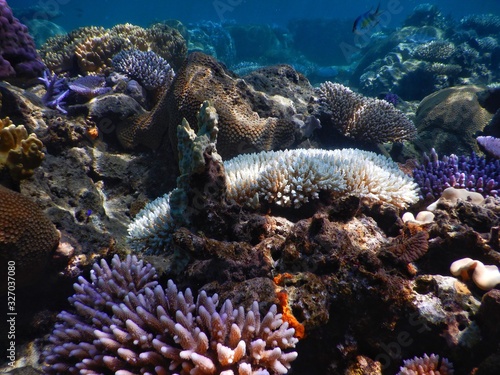 Colourful Corals at Drawaqua Island – Yasawa Islands Fiji