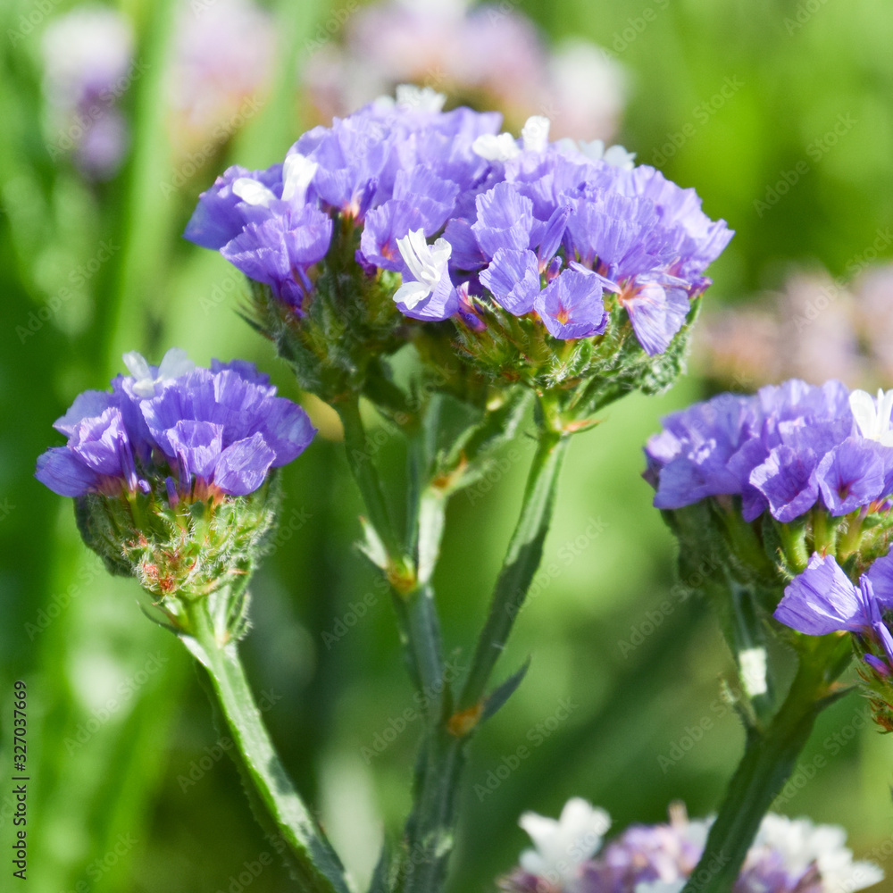 Obraz premium Purple Limonium flower, sea-lavender