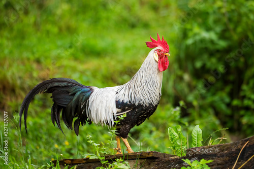 Free range silver leghorn rooster