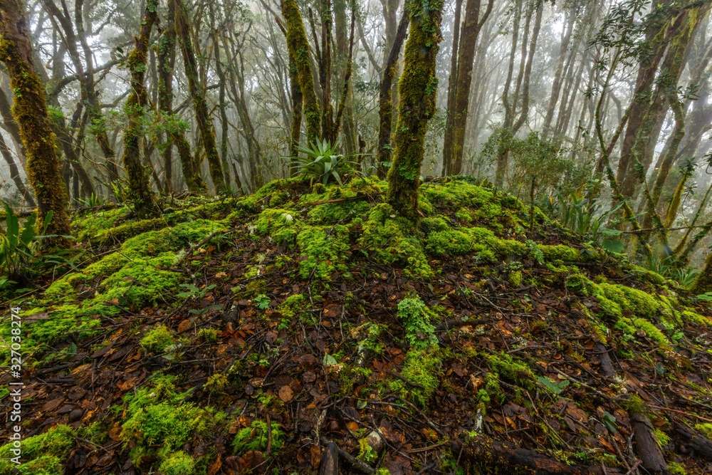 Trees and moss in the cloud forest Trees and moss in the cloud forest