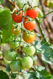 fresh tomatoes on the vine, Cherry tomato