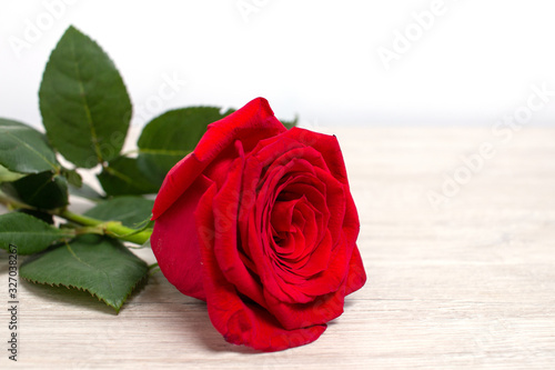 Red rose with leaves on a light wooden table and a white background