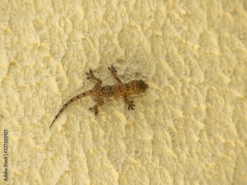 beautiful cub gecko standing on the wall