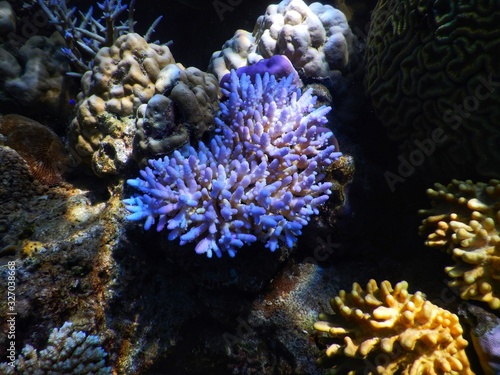 Colourful Corals at Drawaqua Island     Yasawa Islands Fiji