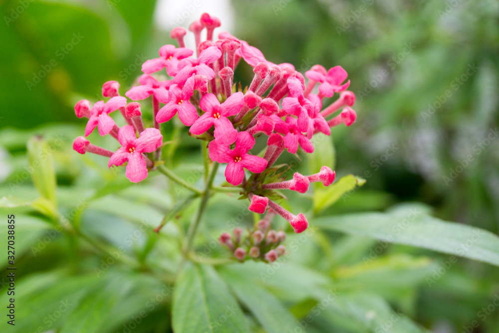 bright pink bud on a background of green foliage bright pink bud on a background of green foliage