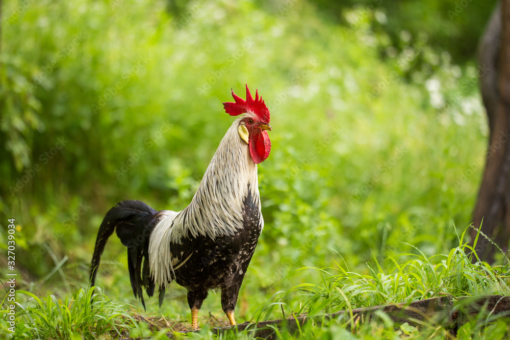 Free range silver leghorn rooster