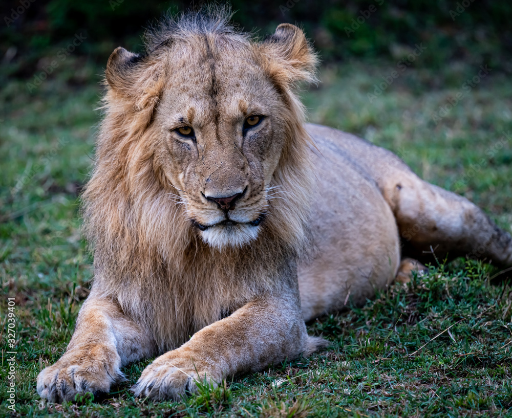 Obraz premium Lion in Kenya