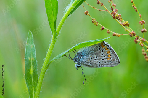 Wallpaper Mural common blue butterfly (Polyommatus icarus) Torontodigital.ca