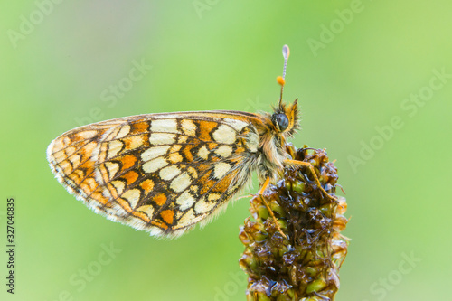 Assmann's Fritillary butterfly (Melitaea britomartis)