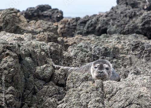 Harbor Seal photo