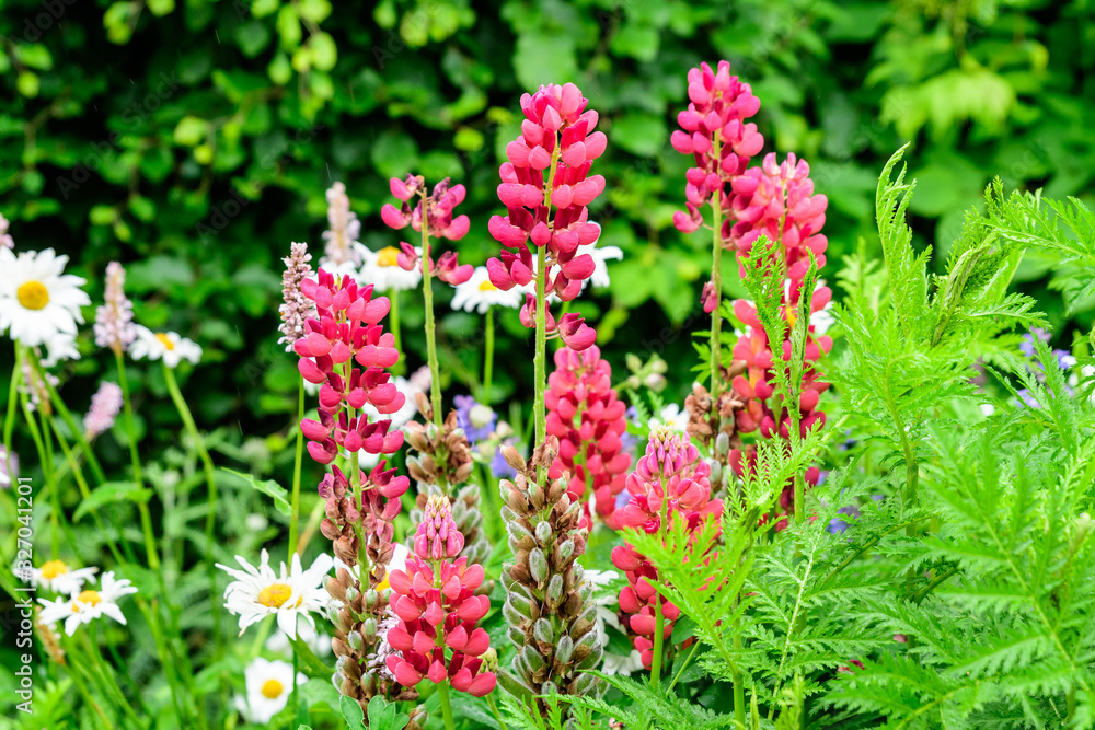 Close up of pink flowers of Lupinus, commonly known as lupin or lupine, in full bloom and green grass in a sunny spring garden, beautiful outdoor floral background photographed with soft focus Close up of pink flowers of Lupinus, commonly known as lupin or lupine, in full bloom and green grass in a sunny spring garden, beautiful outdoor floral background photographed with soft focus
