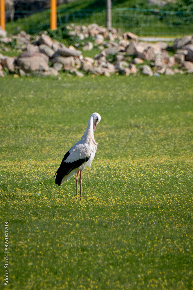 Fototapeta premium Storks in meadow of Spain eating and flying in spring.