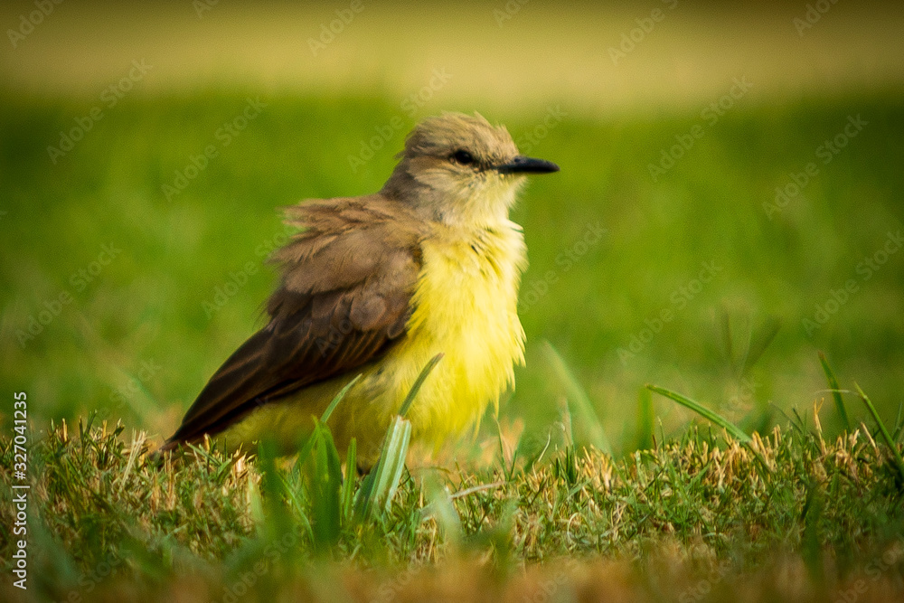 Fototapeta premium Bird