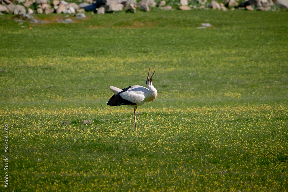 Fototapeta premium Storks in meadow of Spain eating and flying in spring.