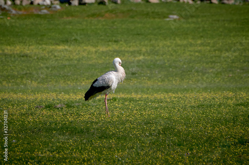 Storks in meadow of Spain eating and flying in spring.