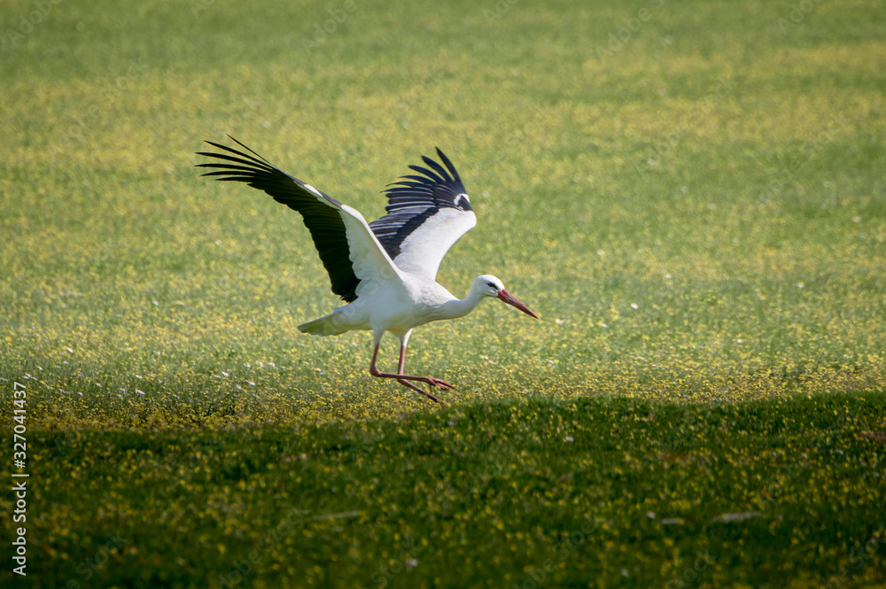 Obraz premium Storks in meadow of Spain eating and flying in spring.