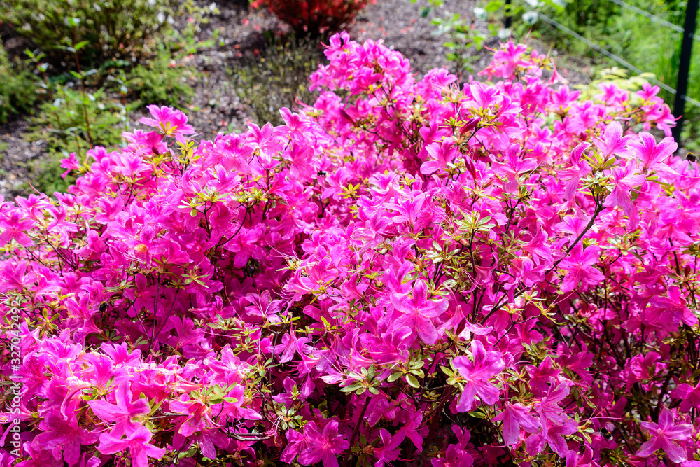 Bush of delicate pink magenta flowers of azalea or Rhododendron plant in a sunny spring Japanese garden,  beautiful outdoor floral background