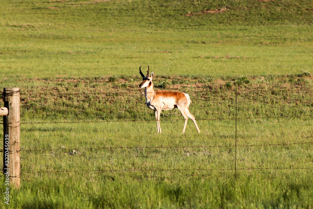 A brown and white antelope standing on top of a lush green field in Wyoming. A brown and white antelope standing on top of a lush green field in Wyoming.