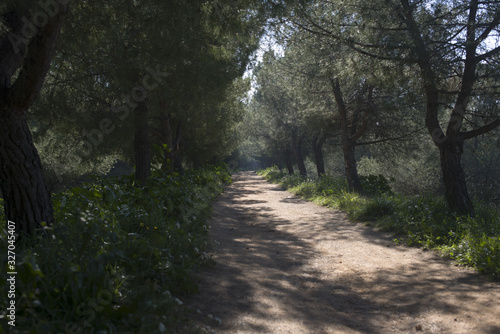 Path in woods